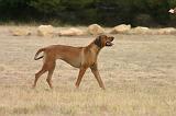 RODESIAN RIDGEBACK 281